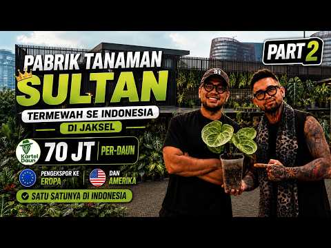 INDONESIA’S MOST LUXURIOUS PLANT NURSERY FOR THE ELITE, $4,500 PER LEAF, FIRST EXPORTER TO EUROPE...