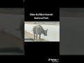 #buffalo