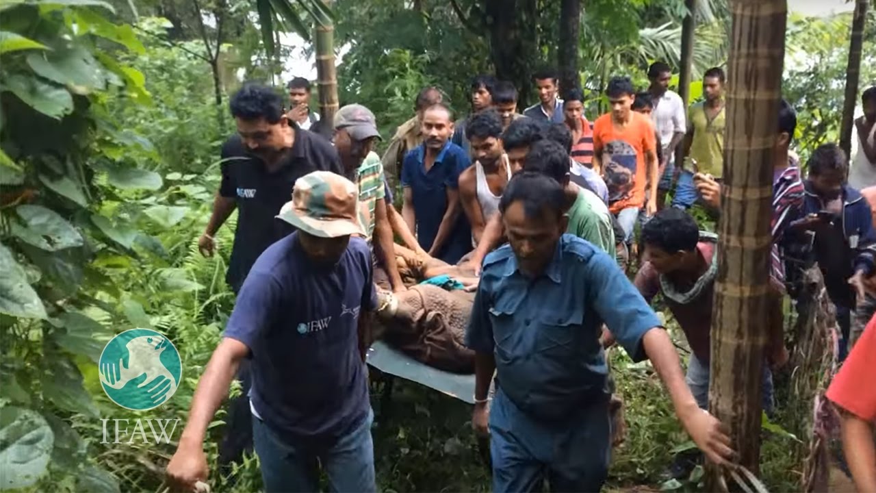 Kaziranga Flood 2016