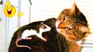 Funny Animals Video - Best Cats and Dogs Videos. Funny Animals Channel. Part 175 by Funny Animals Channel 900 views 1 year ago 10 minutes, 9 seconds