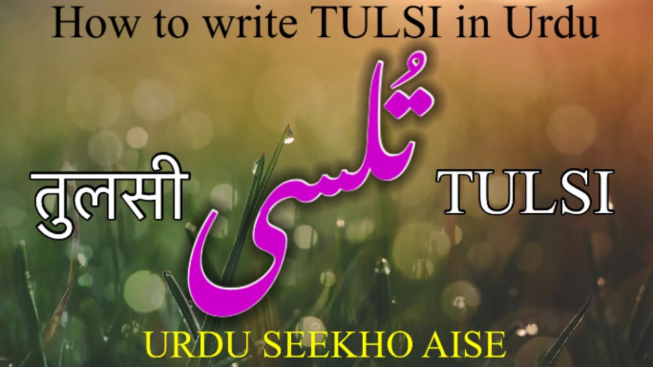 How to write TULSI in Urdu TULSI name meaning in Urdu tulsi nam ka