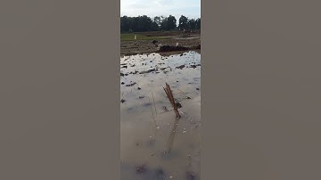Lumayan walaupun cuman 1  belibis nya dan mandar 1