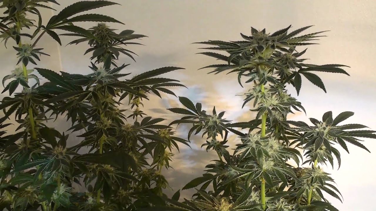 OG KUSH  HYDRO GROW 1    ~nGo Gro~ hydroponics