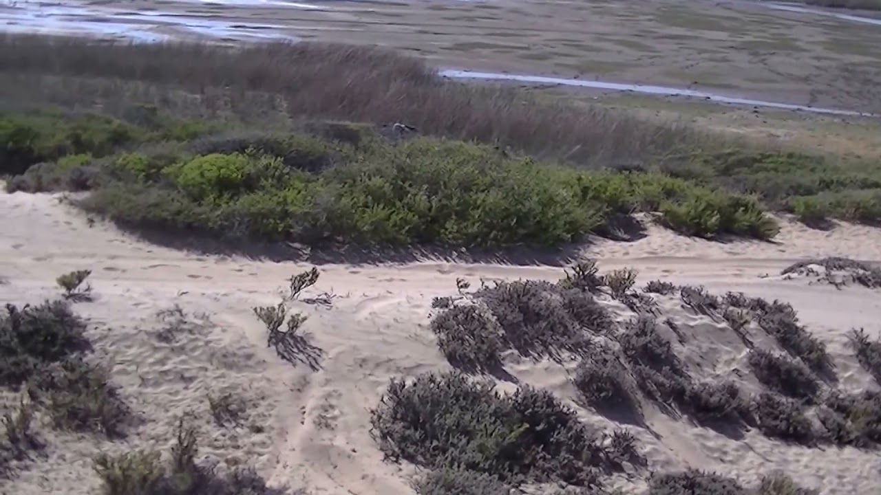 Rabbit hunting with dogs 8122021 YouTube