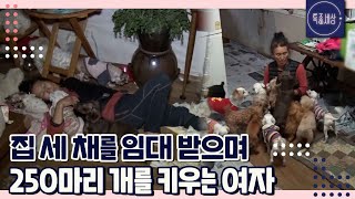 [FULL영상] 집 세 채에 250마리 개를 키우며 사는 여자의 사연