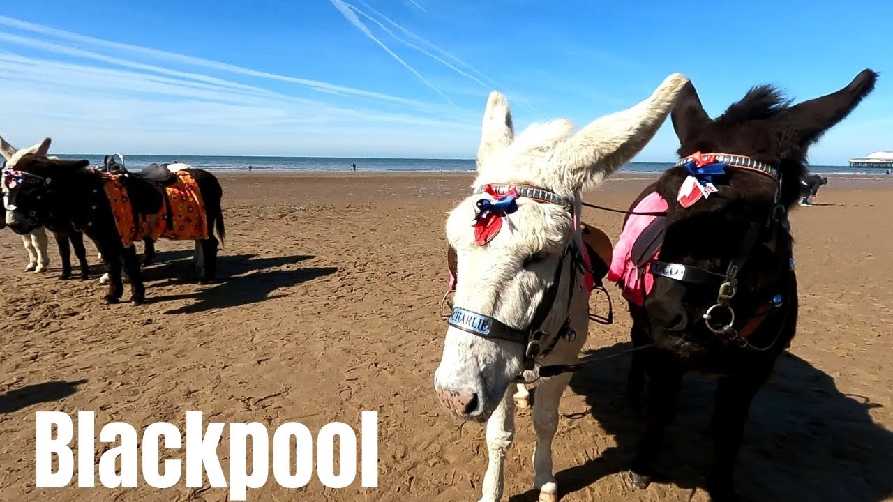 Blackpool Promenade Stunning day, Donkeys & prize Bingo 🐴