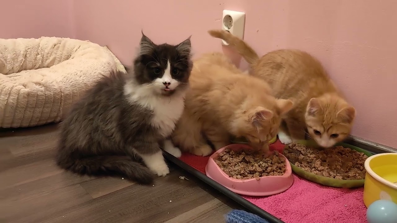 Pesue herkuttelee vierashuoneen löytöeläin talossa 😍