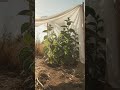 Comment protéger tes plantes de la chaleur extrême ?