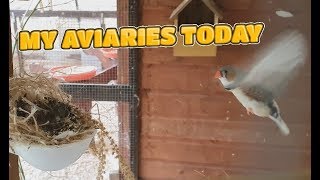 My Aviaries Today - 11th August 2019 - All Birds and Aviaries by Budgie and Aviary Birds 9,358 views 4 years ago 11 minutes, 41 seconds