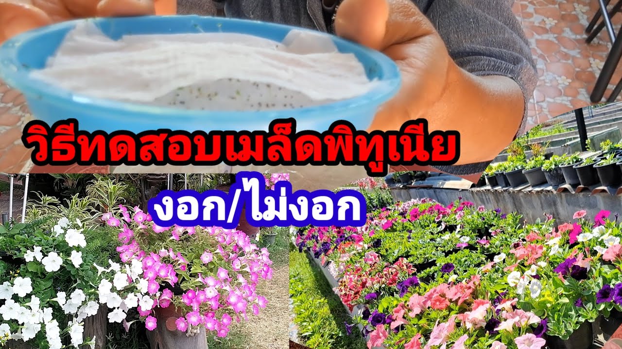 วิธีทดสอบว่าเมล็ดพิทูเนีย งอกหรือไม่งอก  ทำแบบนี้รู้เลย