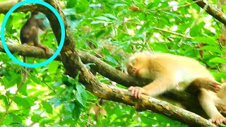 Rose Feels Lazy To Take Care Active Baby Rex