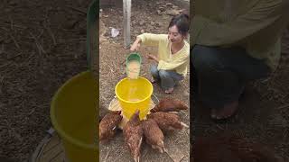 Smart Chicken Feeder Hack – No Food Waste! 🐔#chickenfeeder #poultryfarm #smartfarming #shorts