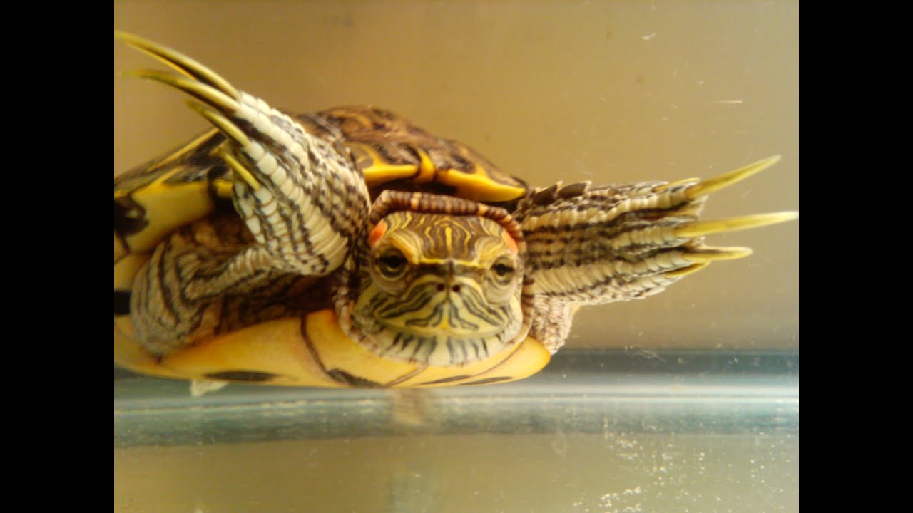 video phone beyonce mp3 Tuuurtle!