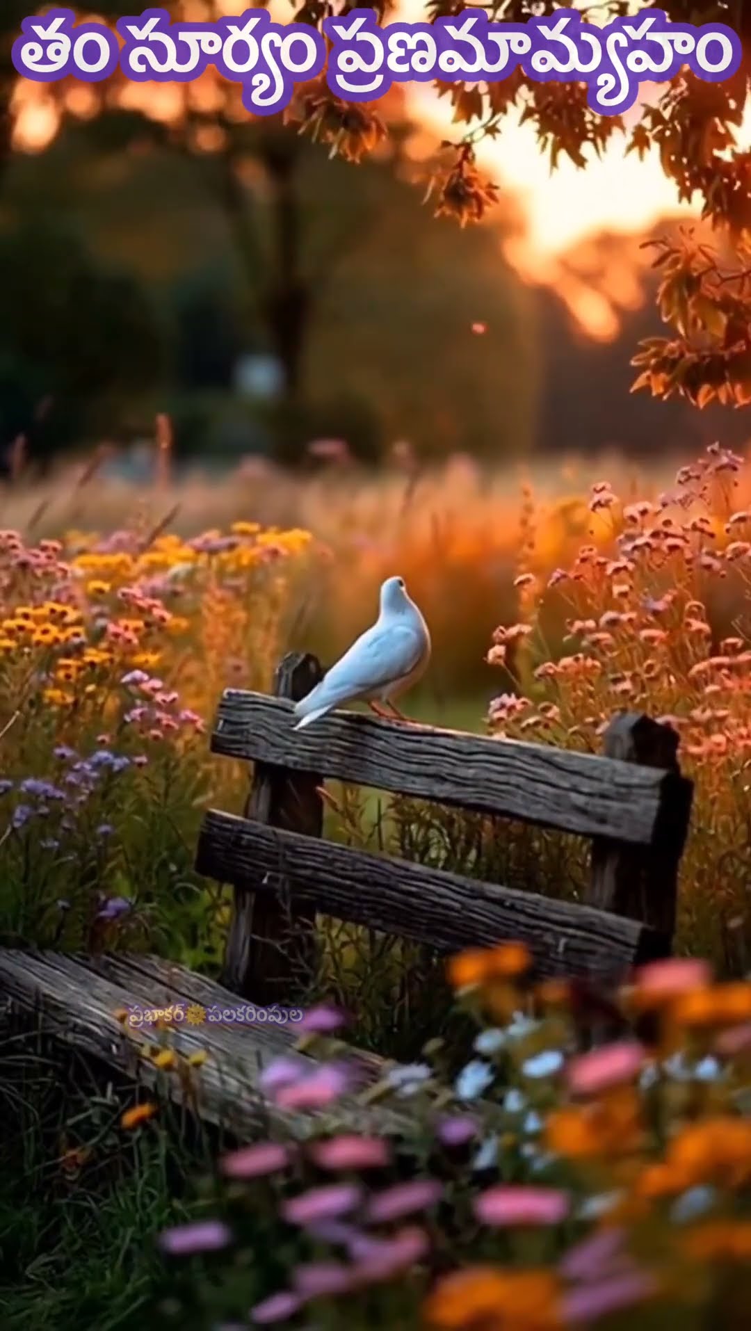 తం సూర్యం ప్రణమామ్యహం - ShareChat