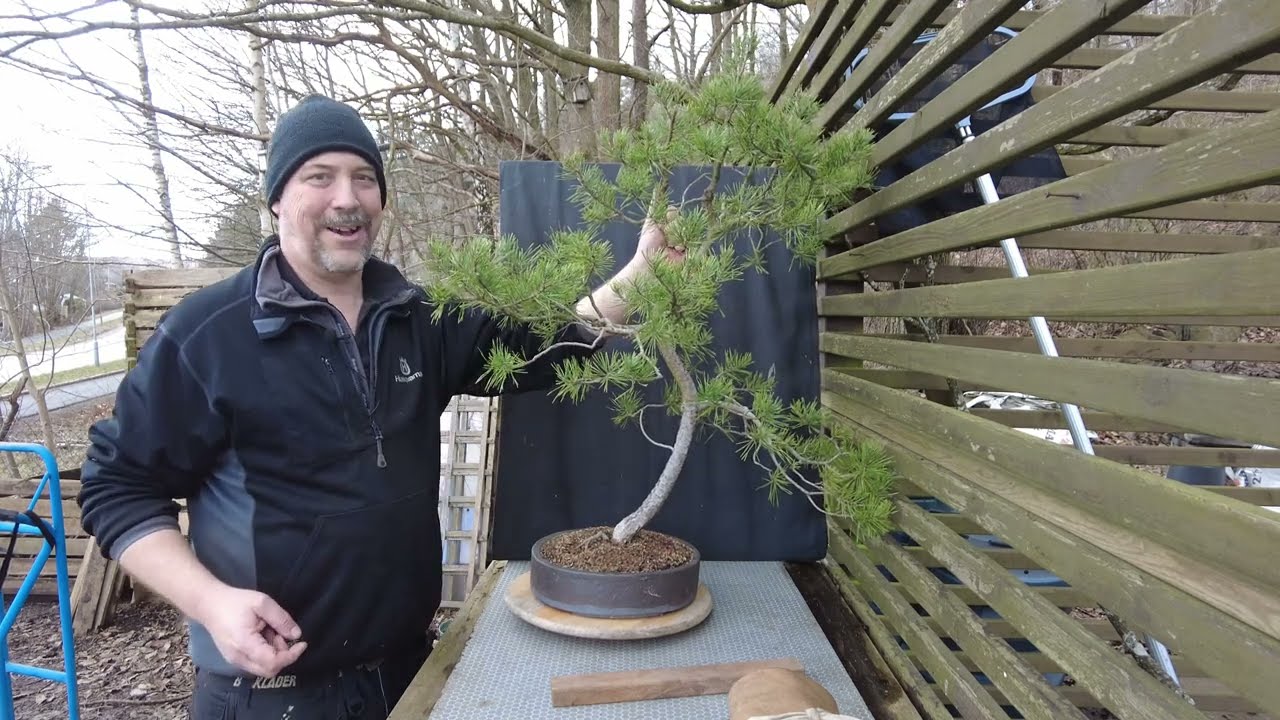 hard cutting and restyling a collected Scots pine bonsai