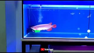 IKAN ARWANA SUPER RED DI AQUARIUM | REVIEW ARWANA