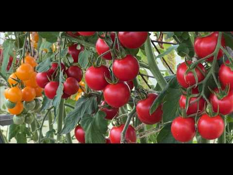 THESE TOMATOES WILL BURY YOU IN SWEET FRUIT!