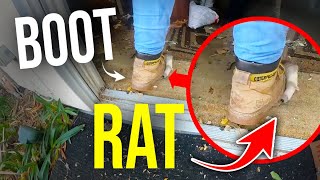 Get RID OF RATS QUICKLY...boots vs rats