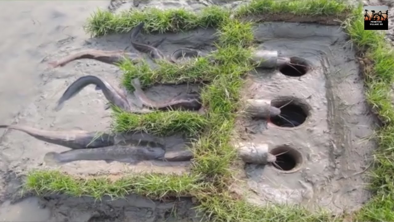 Primitive Village : Smart Boys Build Fish Trap By Muddy Soil Catch Many Fish 