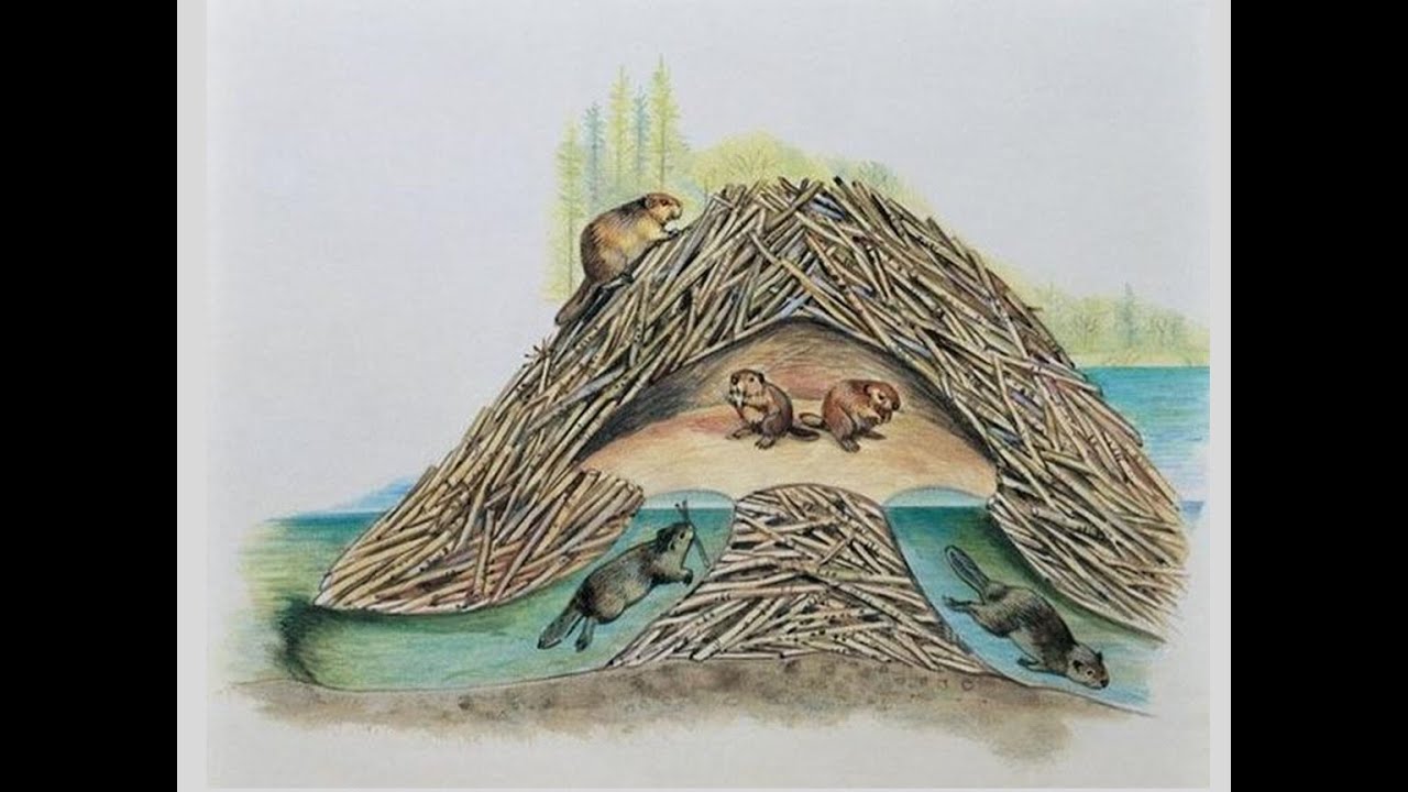 Бобровая хатка снегирев план