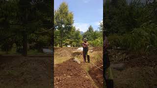 Kebun durian Agus Widodo 🌳🌳🌳 #petanidurian #fruit #tanamandurian #durianfruit #pecintadurian