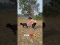 play time with baby goat 🦙🦙,#viralshorts #babygirl #trending #cute #funny #youtubeshorts #play#masti