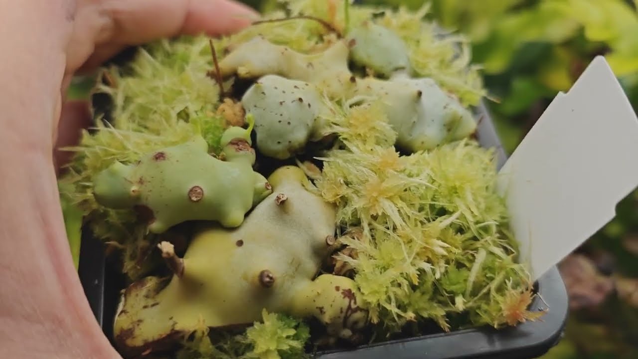 Импорт мелкой мирмекофитной вистубы и плотоядных растений: растения, привлекающие муравьев/папоро...