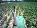 Top Dressing Corn