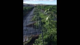 Outdoor monster plants cannabis