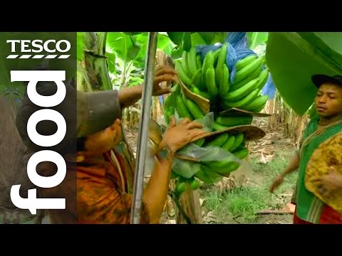 Vidéo: Banane Rouge : Fruit Exotique Du Costa Rica