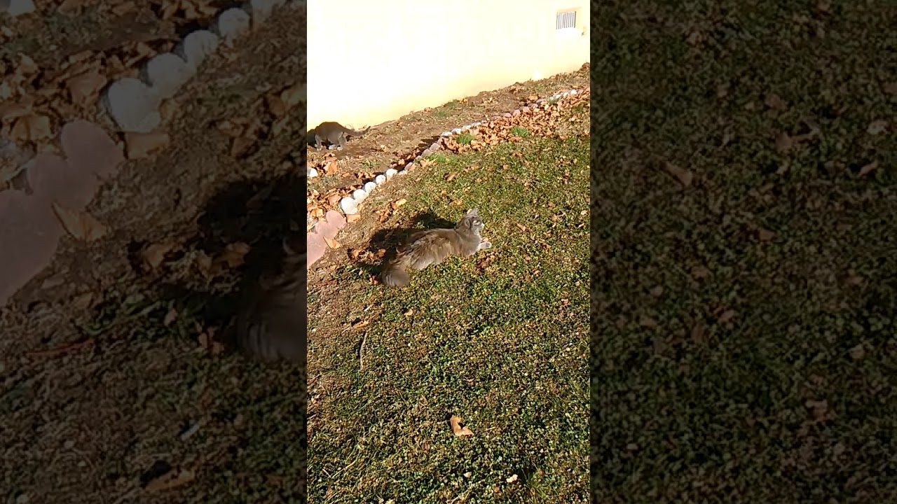 Two gray kittens playing outside on windy 19 degrees winter morning