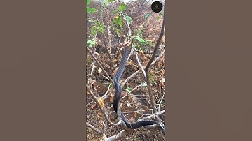 "Surprising Experience of Climbing the Snake Tree! Watch the Video" #snakeresque #wildlife #animals