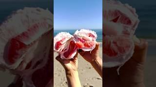 Remember That Pomelo We Found In The Ocean