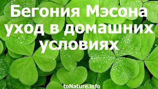 Бегония Мэсона уход в домашних условиях Бегония Мэсона уход в домашних условиях