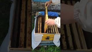 Осмотр пчел весной. Украинская степная порода пчел.