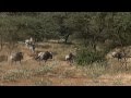 Wild Afrika 4: Gnus galoppieren-  Wildbeest galloping