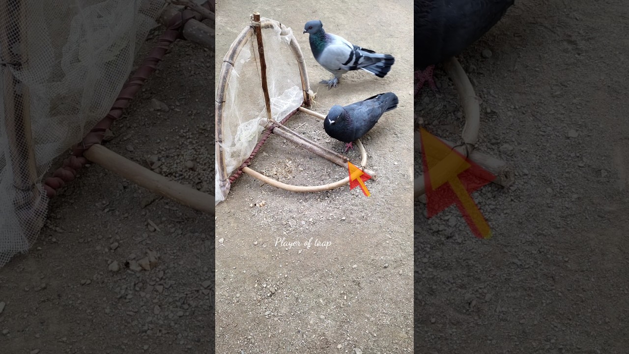 Pigeon trap | bird trap easy homemade | bird trap using wire snare net that work 100% 