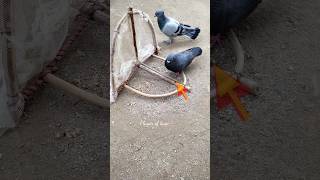 Pigeon trap | bird trap easy homemade | bird trap using wire snare net that work 100% #shorts Net Worth