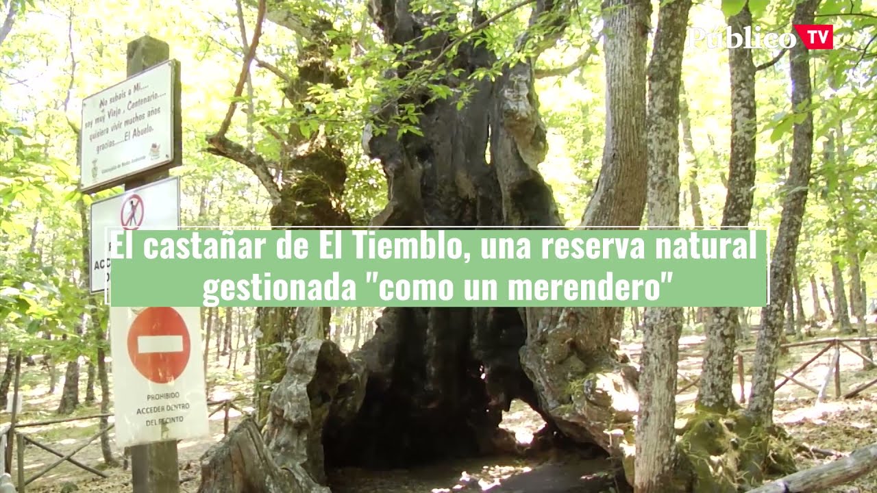 El castañar de El Tiemblo, una reserva natural gestionada 