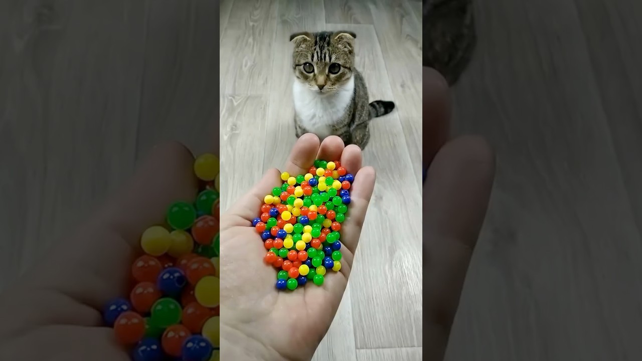 🐱 Beads 🌈 Reverse Video ASMR 