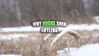 Celebrity When and Why Bucks Shed Their Antlers Wealth