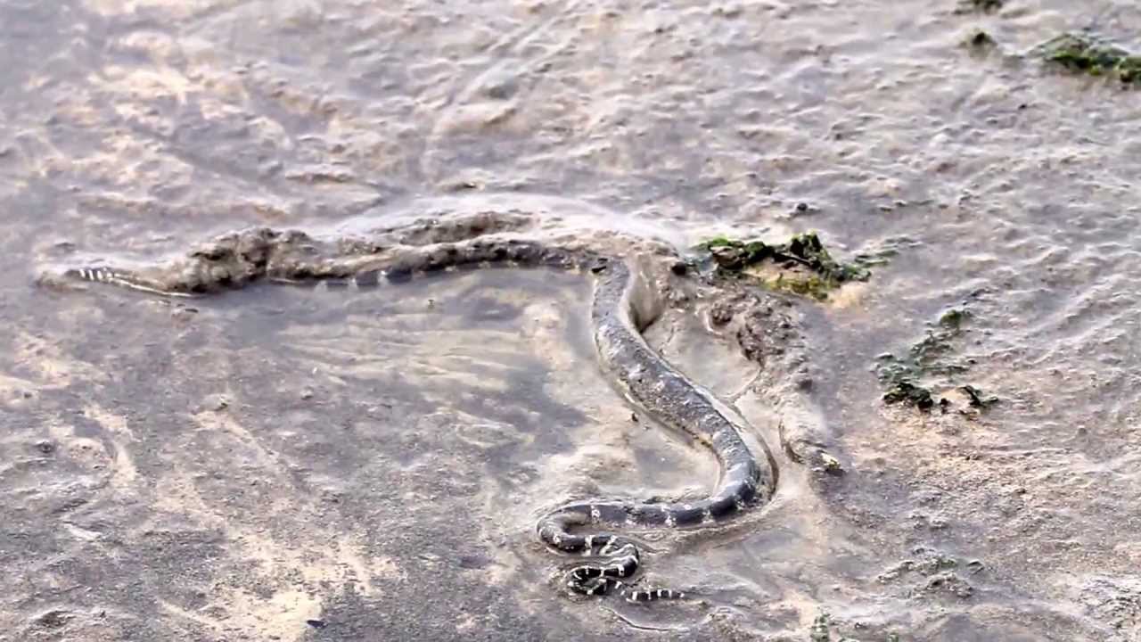 camera iphone 8 plus apk Banded file snake