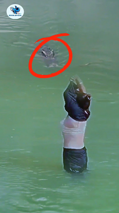 buaya besar muncul saat mandi di sungai #animals #amazing #buayabesar