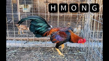 Oriental Mini 2lbs Bantam Qaib Thai Chickens