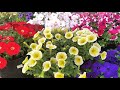 🌺 Секрет вечной петунии: как сохранить любимый сорт до следующего года? Черенкуем  просто🌱