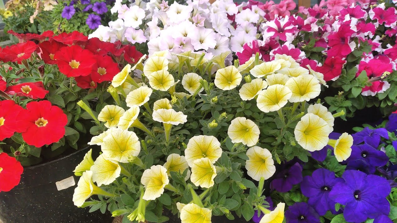 🌺 Секрет вечной петунии: как сохранить любимый сорт до следующего года? Черенкуем  просто🌱