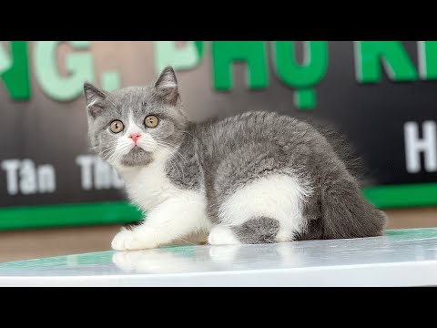 Video Mèo Anh Lông Ngắn Màu Bicolor Xám Xanh - Mã Số 19 - youtube