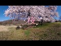 【360°VR】「GLA八ヶ岳いのちの里」（総合本部の研修施設）とその周辺の桜