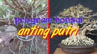 kunci sukses merawat bonsai anting putri pemula