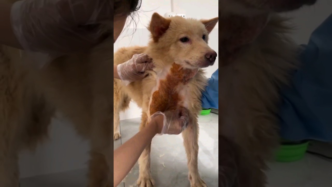 Days after the Yulin-Dog meat festival